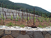 Vineyard Retaining Wall - Thumbnail