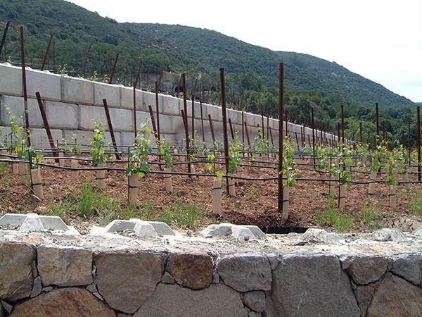 Vineyard Retaining Wall